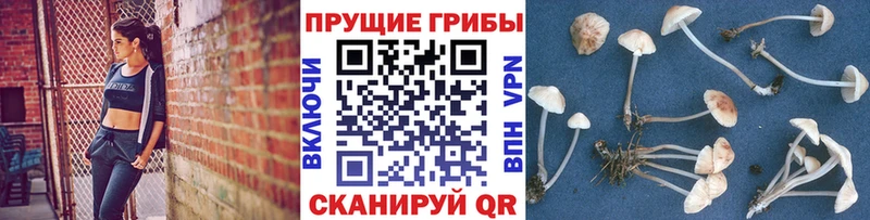 Галлюциногенные грибы прущие грибы блэк спрут вход Сортавала купить наркоту